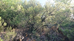 Hormiscium ericae