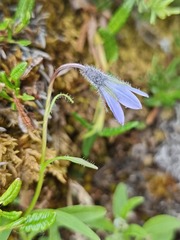 Campanula uniflora