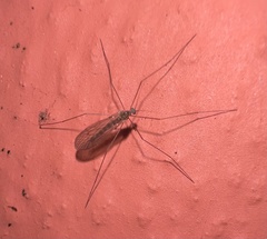Trichoceridae