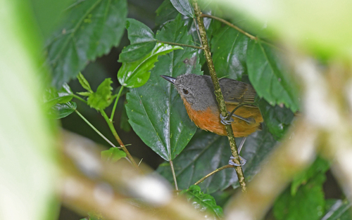 Parker's Antbird (Cercomacroides parkeri), photo 5