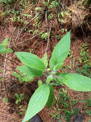 Salvia fulgens