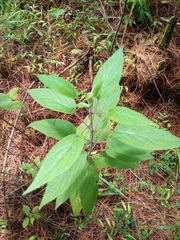 Salvia fulgens