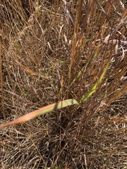 Thinopyrum intermedium