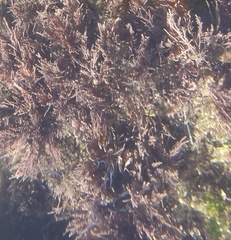 Corallina officinalis