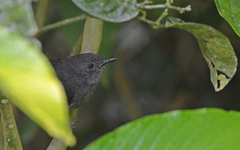 Cercomacroides parkeri