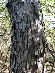 Quercus sinuata
