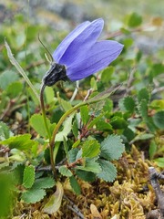 Campanula lasiocarpa