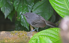 Cercomacroides parkeri