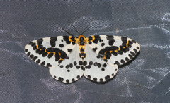 Abraxas grossulariata