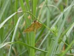 Mecyna flavalis