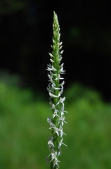 Platanthera dilatata leucostachys