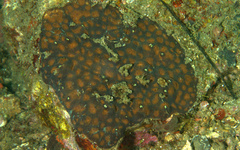 Acanthastrea rotundoflora