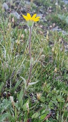 Arnica angustifolia