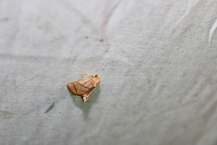 Apoda y-inversa