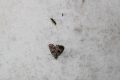 Elophila obliteralis
