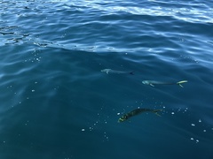 Coryphaena