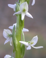 Platanthera dilatata leucostachys