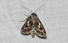 Agrotis vestigialis