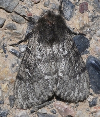 Ocneria atlantica