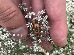 Chauliognathus basalis