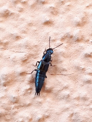 Quedius cinctus