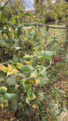 Silphium perfoliatum