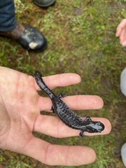 Ambystoma