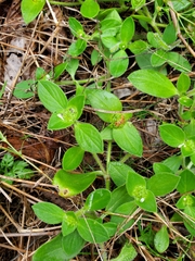 Richardia brasiliensis