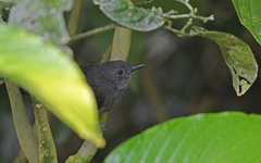 Cercomacroides parkeri