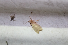 Halysidota