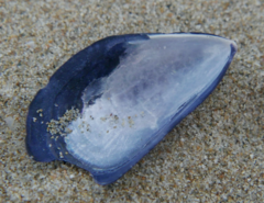Mytilus edulis