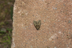 Acronicta