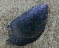 Mytilus edulis
