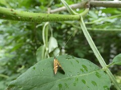 Nemophora degeerella