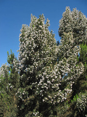 Erica canariensis image