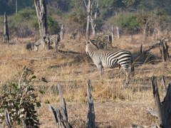 Equus quagga crawshayi