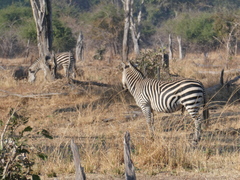Equus quagga crawshayi