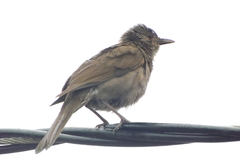 Turdus leucomelas