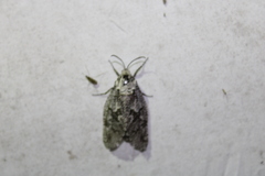 Prionoxystus robiniae