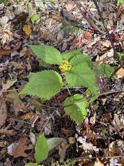 Solidago flexicaulis