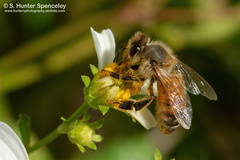 Apis mellifera