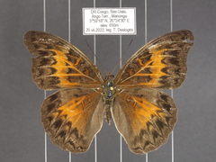 Cymothoe caenis