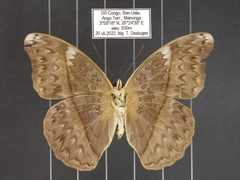 Cymothoe caenis