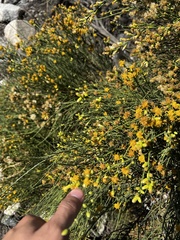 Lepidospartum squamatum