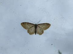 Idaea fuscovenosa