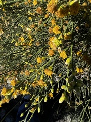 Lepidospartum squamatum