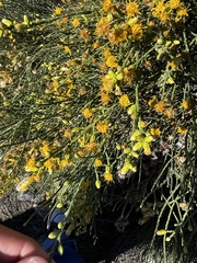 Lepidospartum squamatum