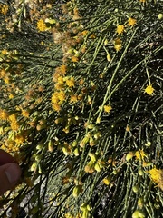 Lepidospartum squamatum