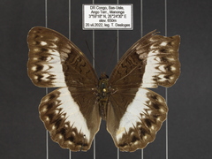 Cymothoe jodutta mostinckxi