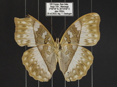 Cymothoe jodutta mostinckxi